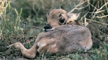 Leave baby animals alone, says Arizona Game & Fish