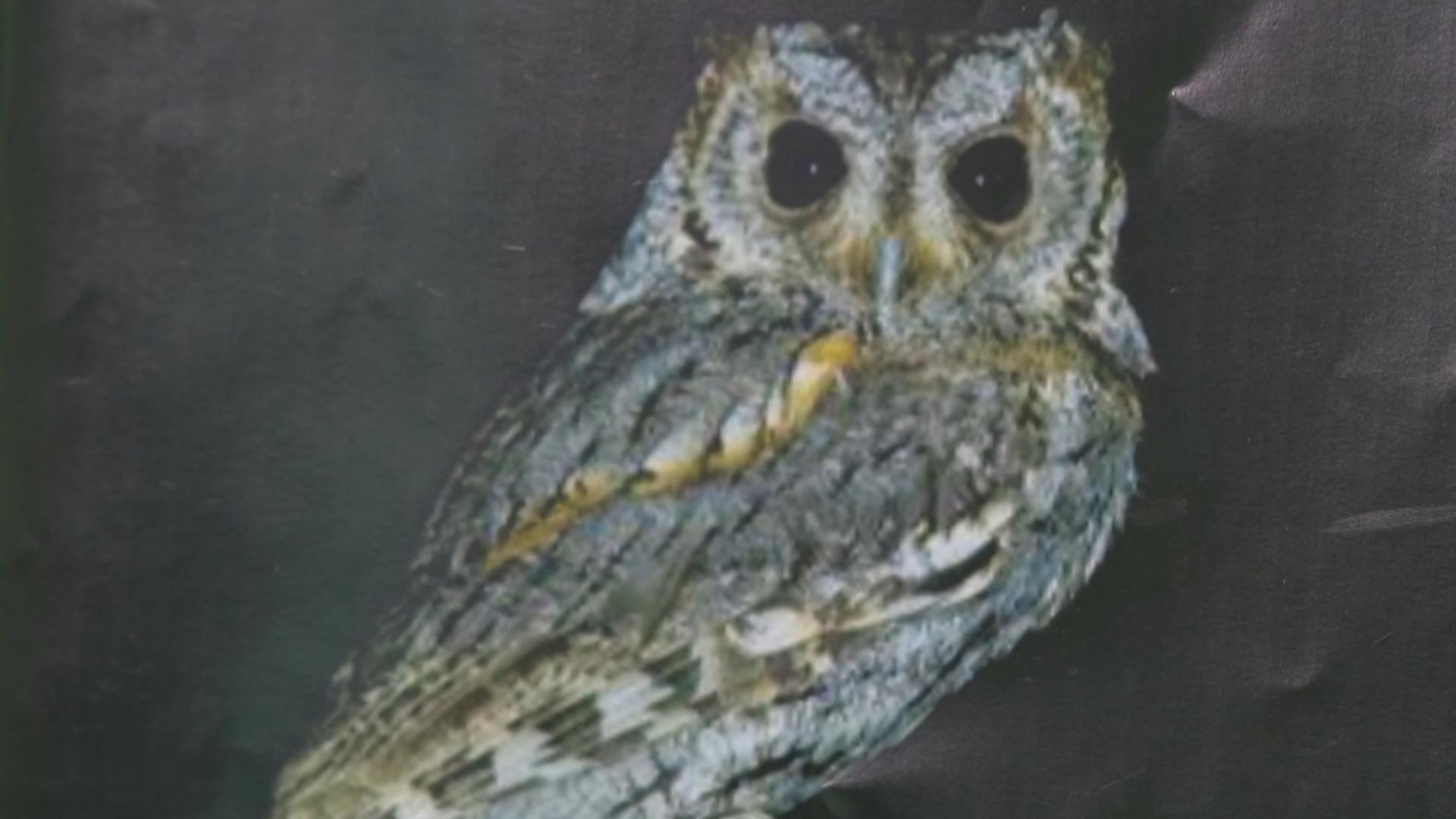 During a span of five weeks in 2024, more than four dozen owls were discovered sick or dead across the Phoenix area. Scientists are investigating why.