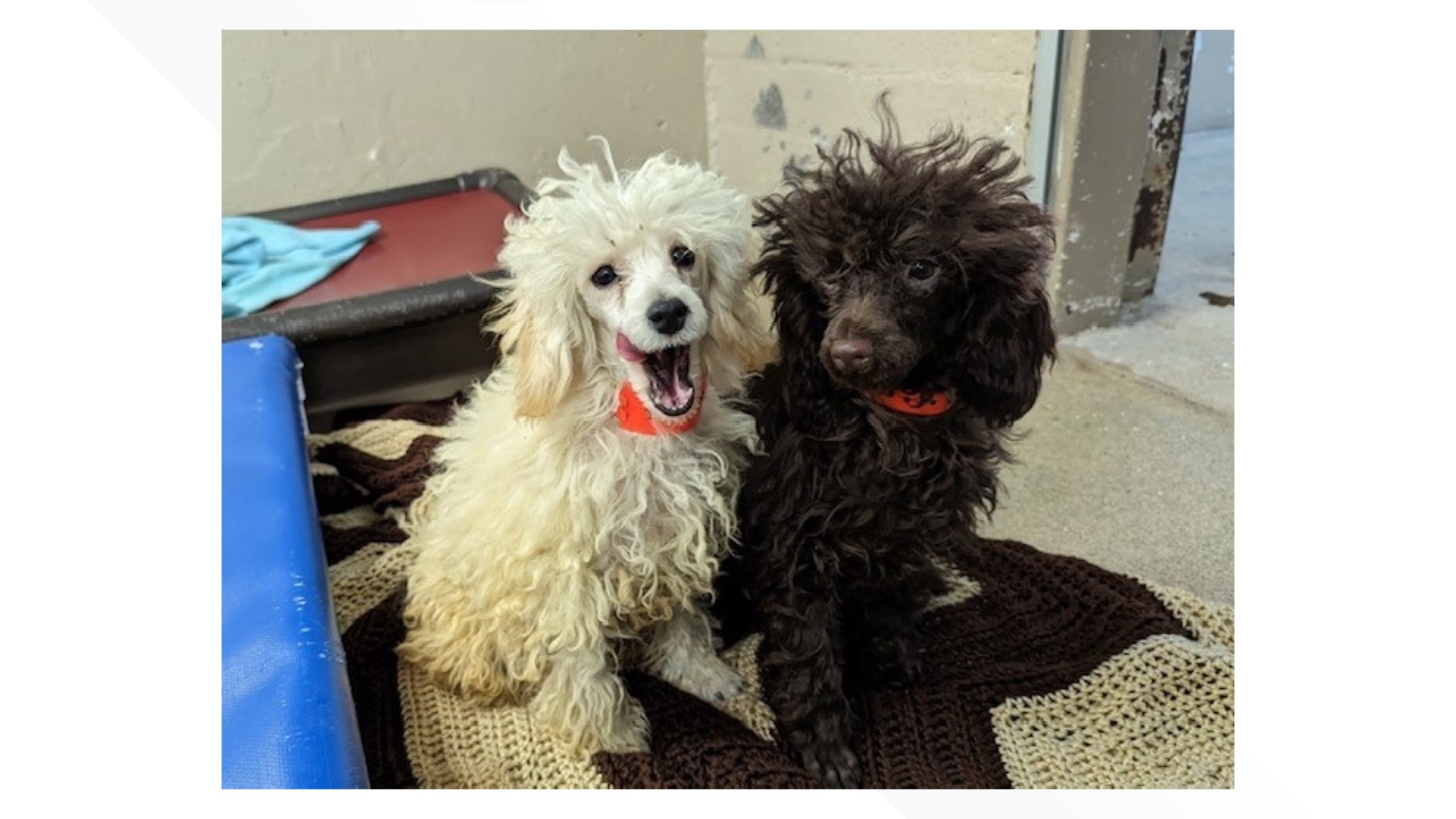 Woman died, multiple dogs rescued after north Phoenix house fire ...