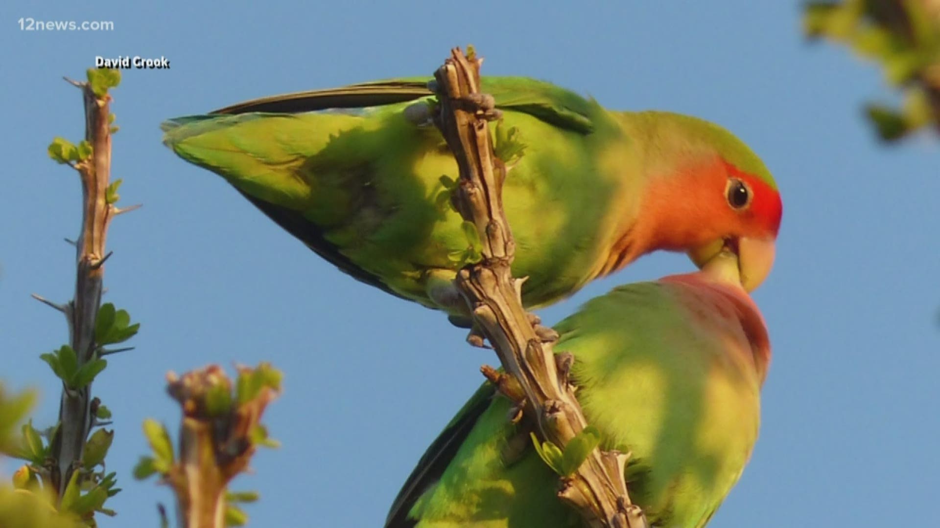 Our 12 News Weather Watcher, David Crook, took some great pics of lovebirds in the Valley. You can join Weather Watchers by going to the 12 News Facebook page.