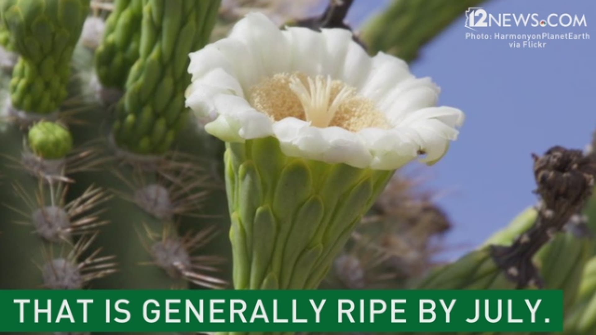 Saguaro Cactus Blooms 5 Interesting Facts 12news Com
