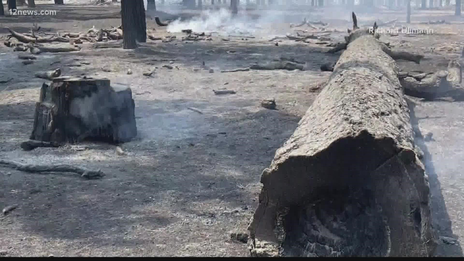The wildfire in Northern Arizona burned throughout the park, but the damage was less than what rangers thought it would be. Here's what was left after the blaze.