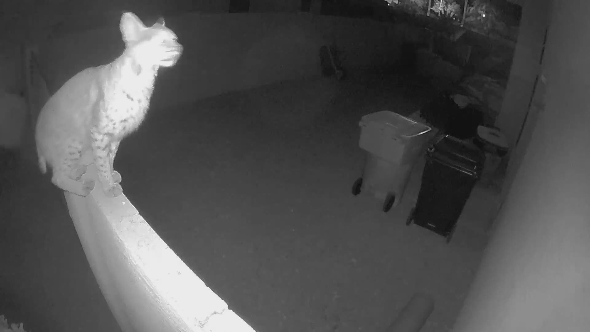 Caught on camera: Bobcat visits Phoenix home 