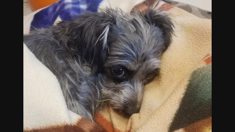 'No podía caminar ni pararse': Un refugio de animales de Arizona pide ayuda después de salvar a un perro atropellado por un automóvil