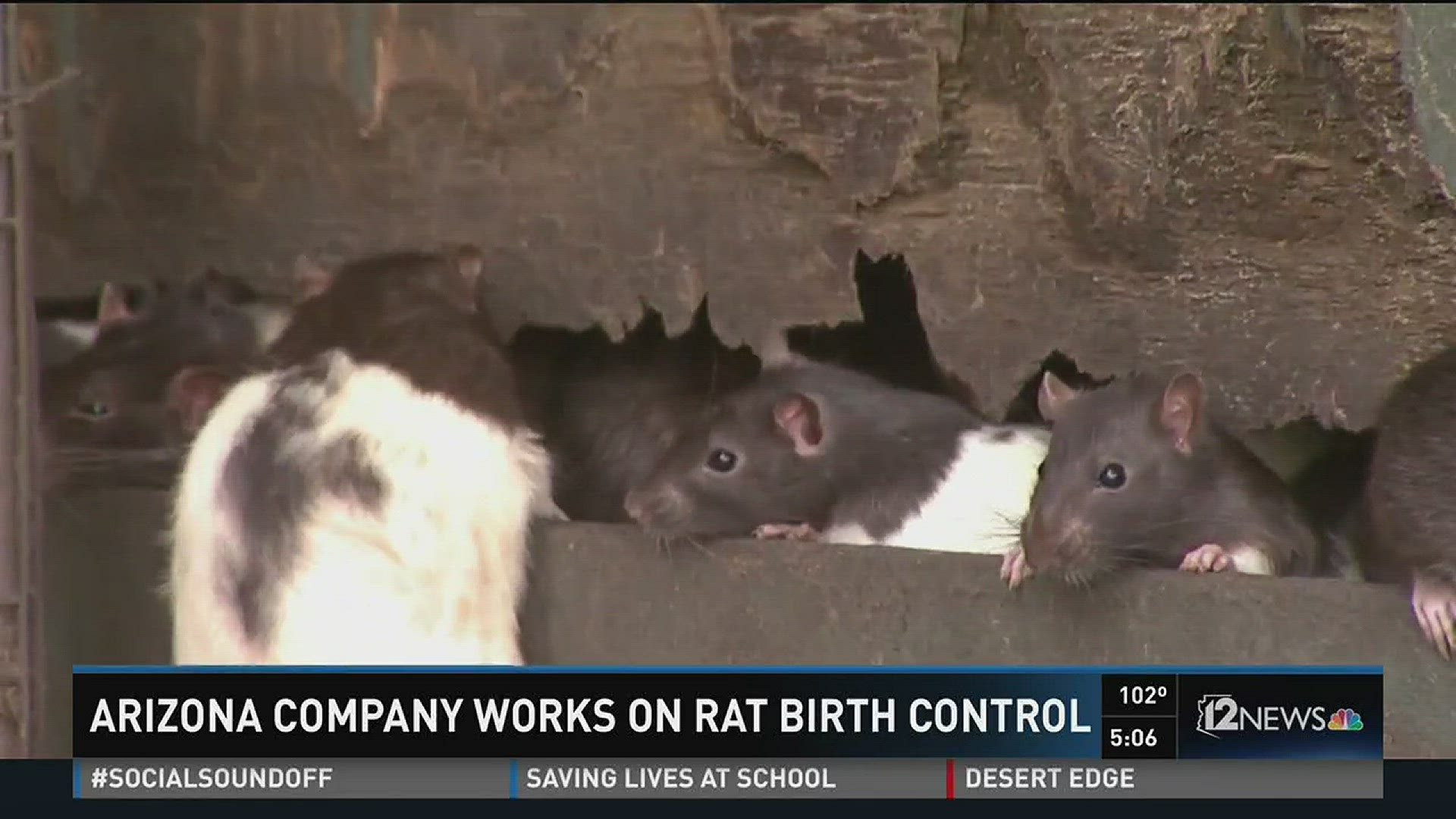 SenesTech creating new form of birth control for rat population