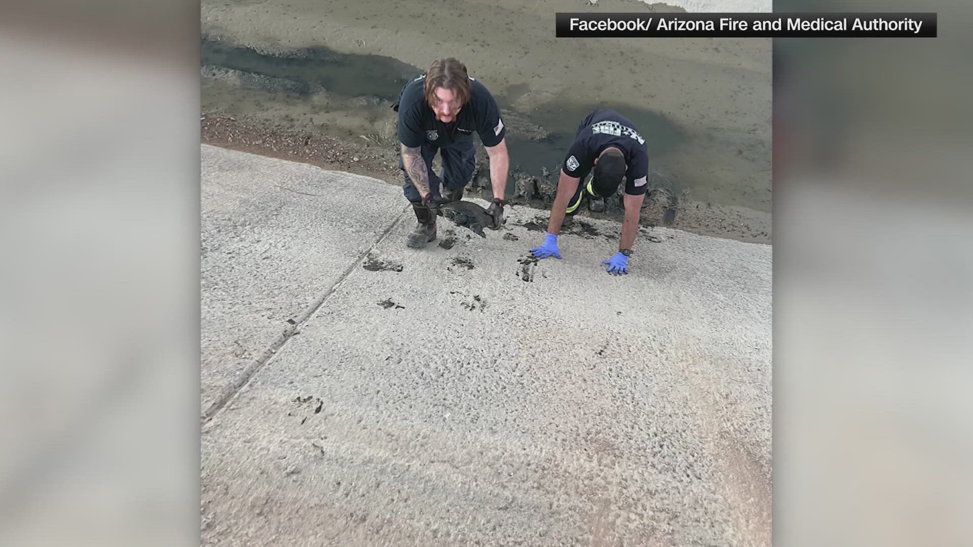 The turtle got a helping hand from first responders in Arizona.