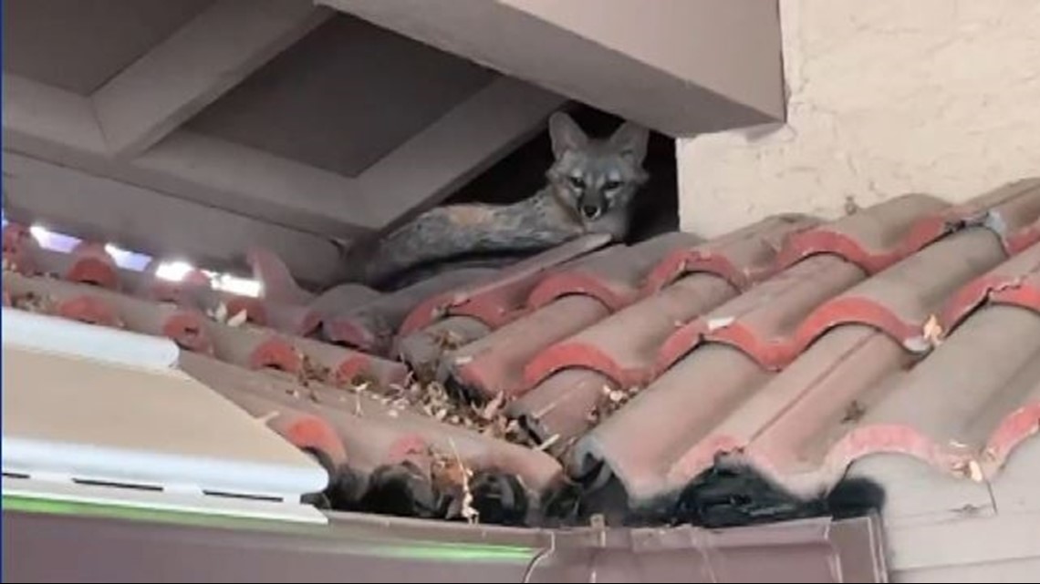 Famous fox seen roaming Mesa neighborhood - Vimarsana News