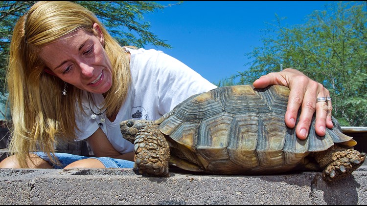 Need a new pet? 200 desert tortoises up for adoption from Arizona Game & Fish