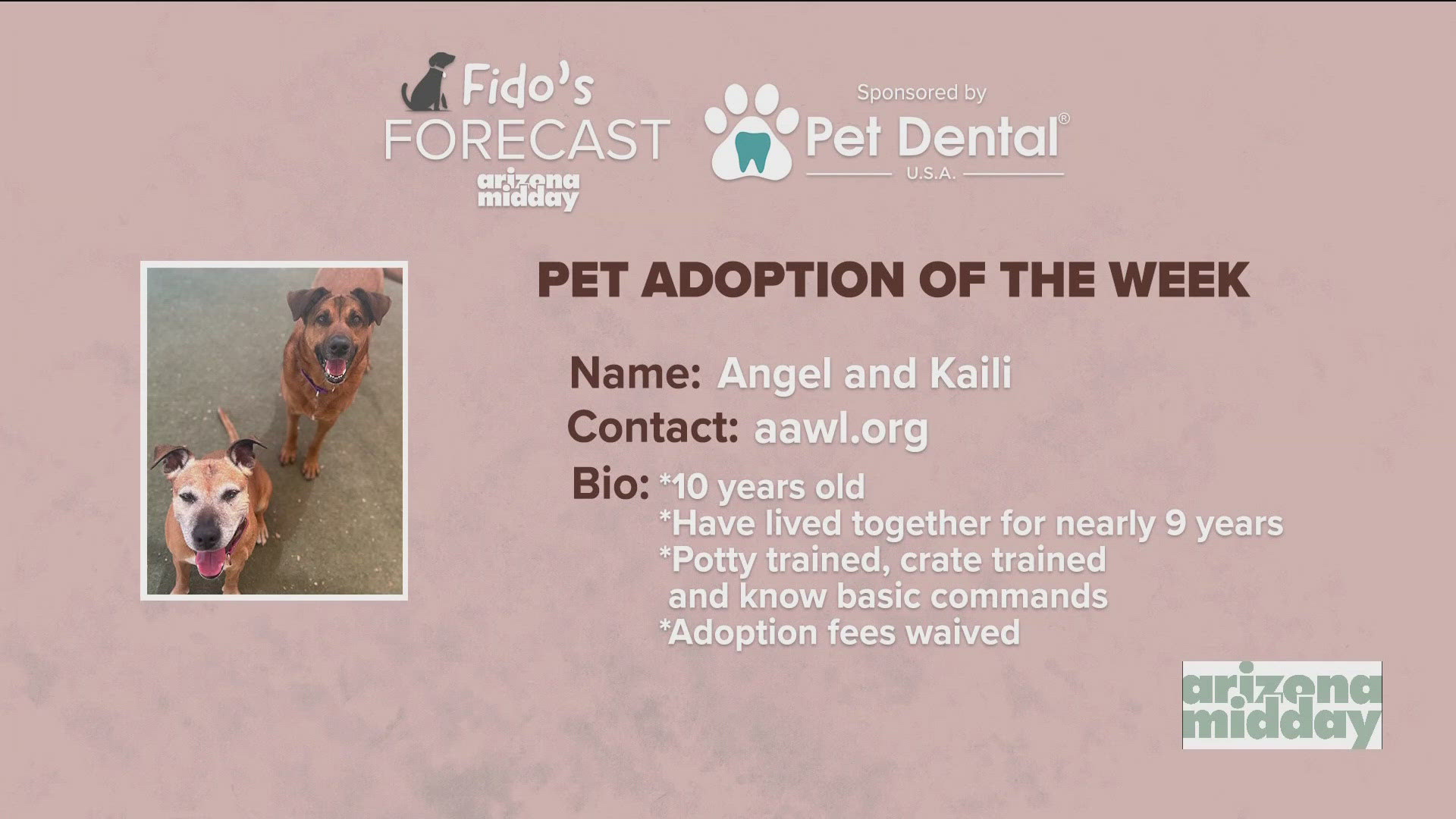 Arizona Animal Welfare League brought the two adorable dogs to help them find their “furever” home and to assist Krystle Long with this weekend's Fido's Forecast.