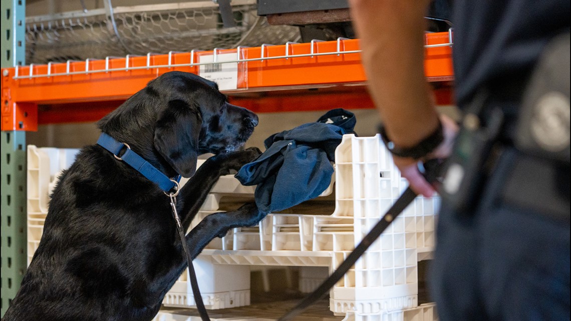 Gilbert Fire's best arson investigator is a Lab named Zeta - Vimarsana News