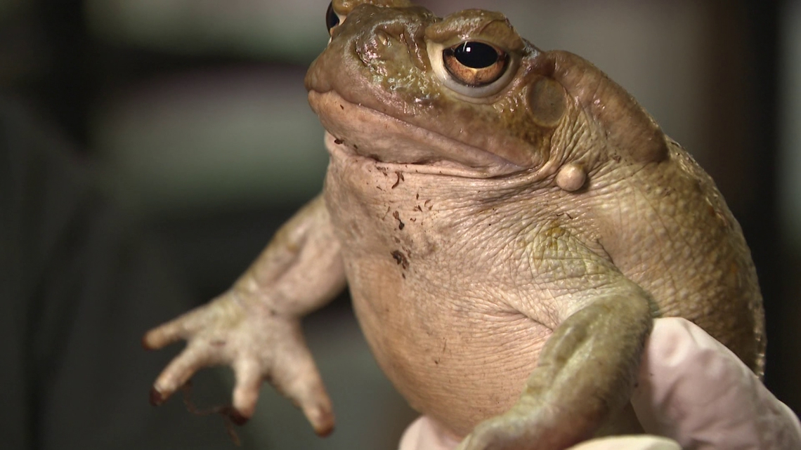 Phoenix Herp Society promotes conservation through education