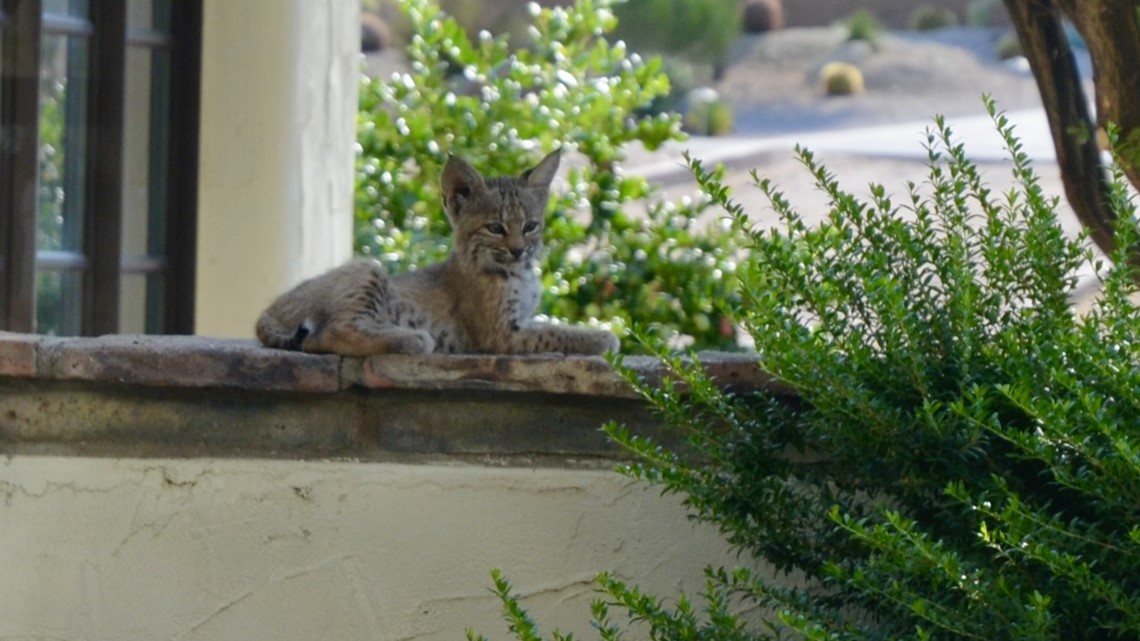 Bobcats increasingly showing up in backyards over past couple months, Local News Stories