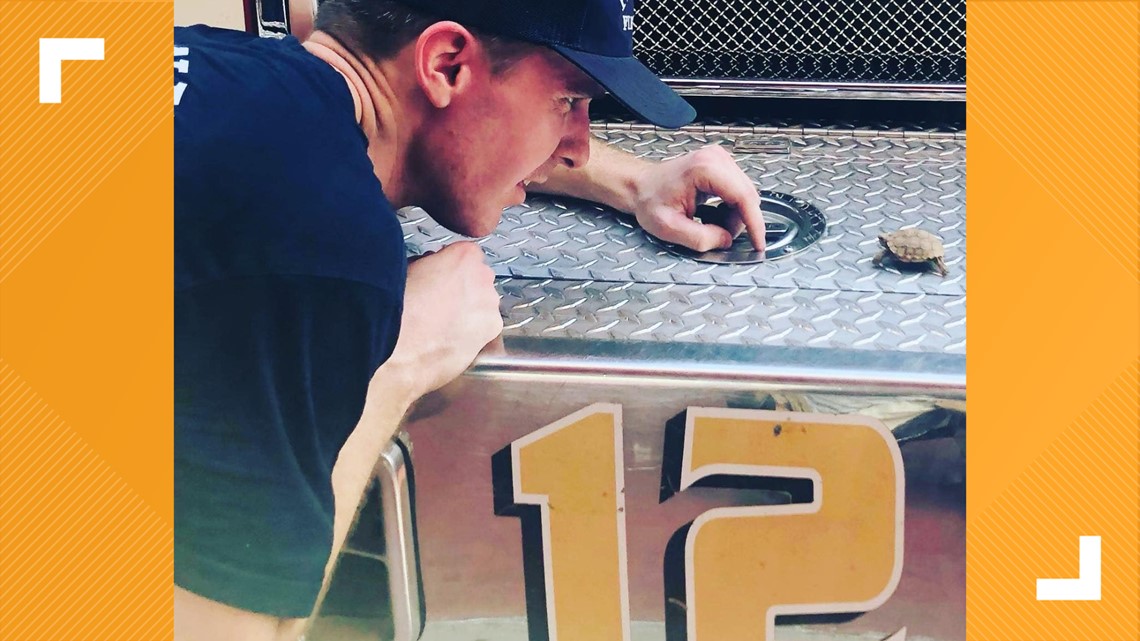 Petugas pemadam kebakaran Phoenix menyelamatkan kura-kura kecil mungil