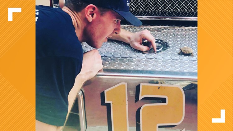 Phoenix firefighters reunite teeny tiny tortoise with its owners