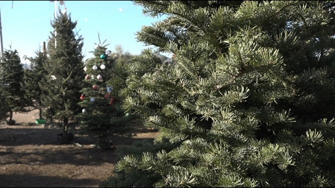 Pembibitan lembah menyebarkan keceriaan liburan dengan pohon Natal gratis