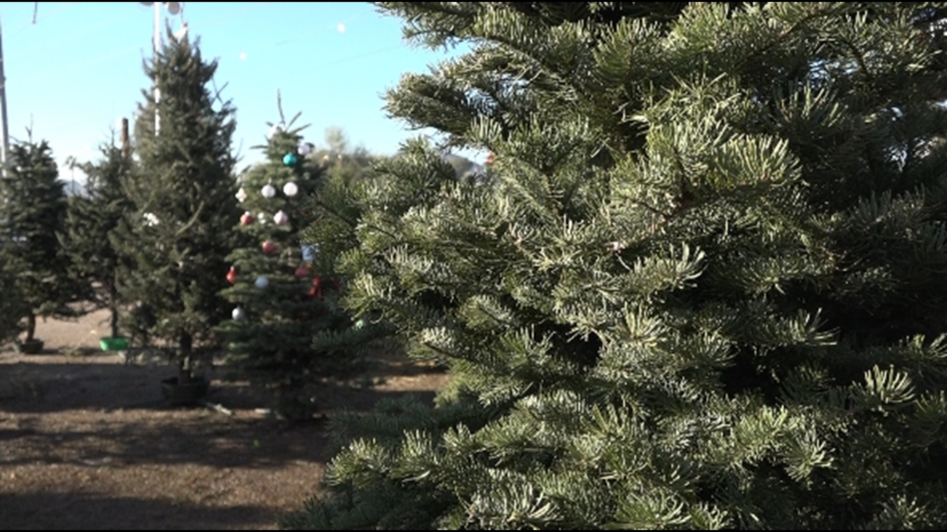 This year, trees can range from $50 bucks for a table topper all the way up to a few hundred dollars for a big one.