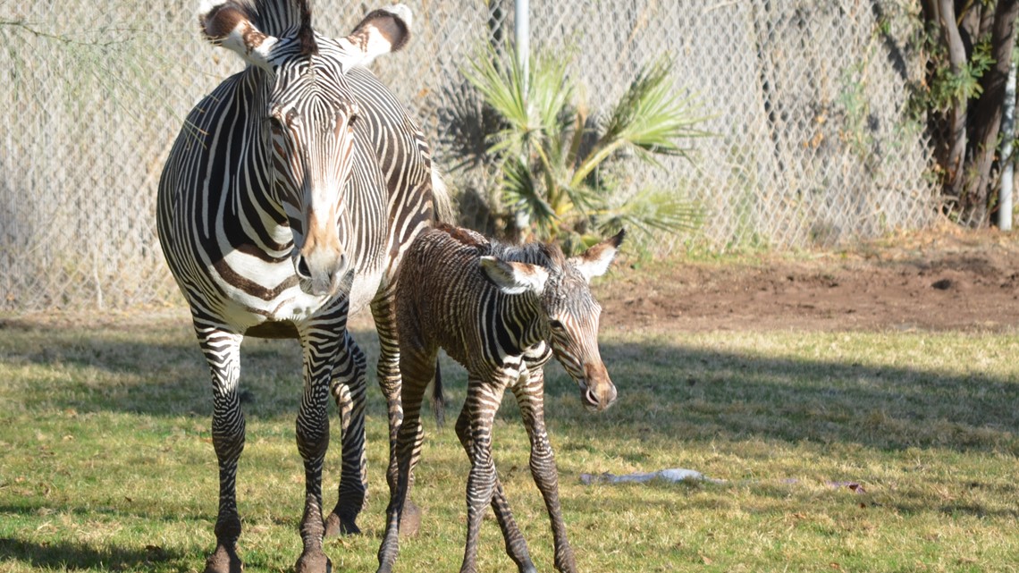 Zebra foal dies after accident at Arizona Zoo