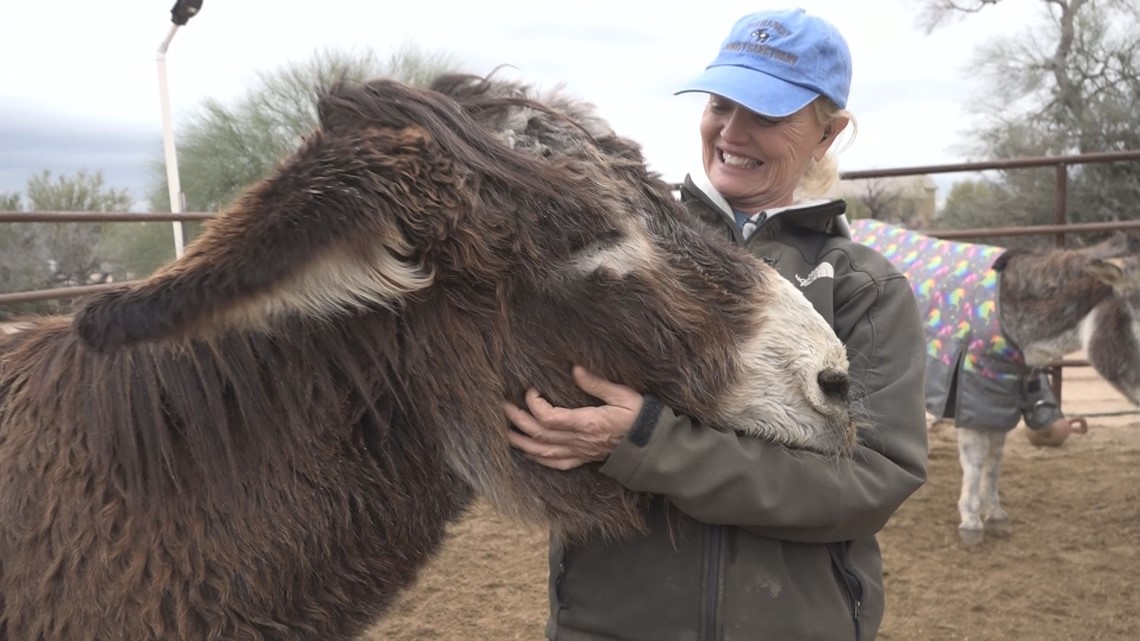 Tempat perlindungan keledai berisiko menampung kembali hewan karena masalah air