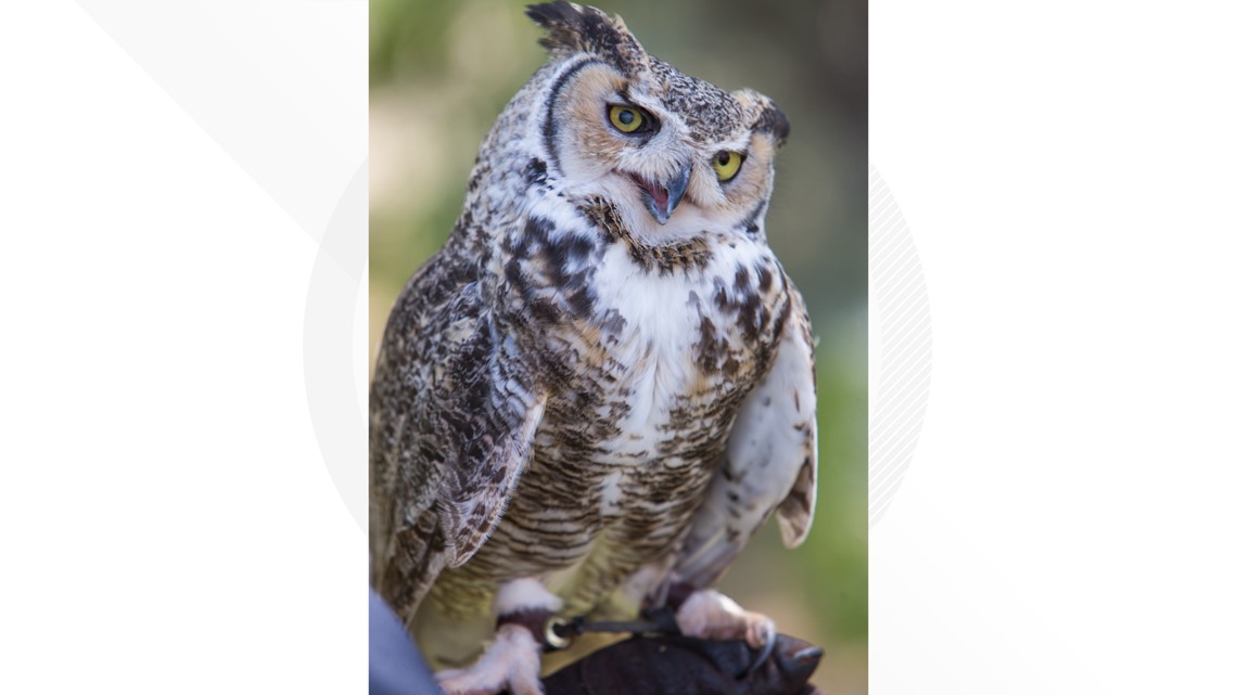 Superb owls at Green Chimneys' Birds of Prey Day 2023, Brewster, NY! : r/ Superbowl