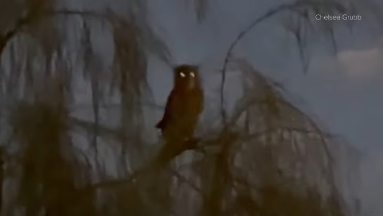 Dog attacked by owl while on a walk in Scottsdale