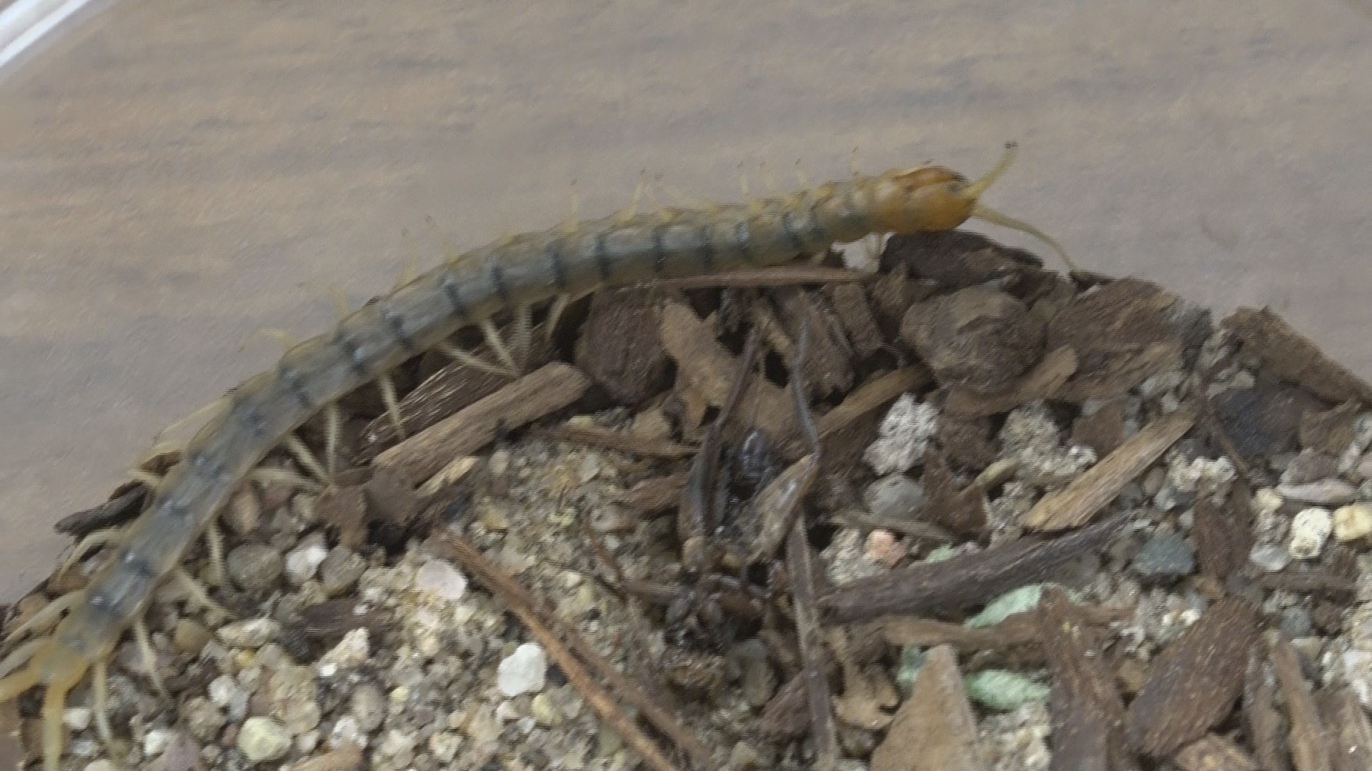 Arizona among the top states with most venomous animals | 12news.com