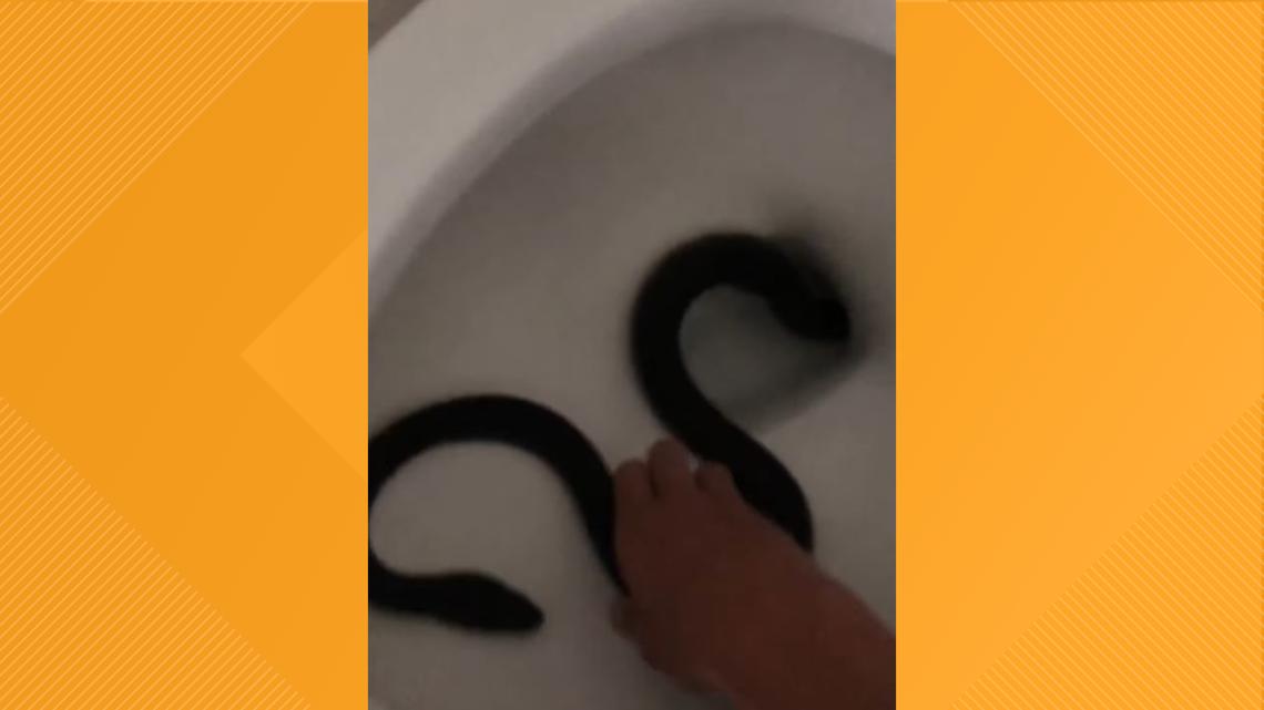 WATCH: Catalina Foothills woman finds snake in her toilet