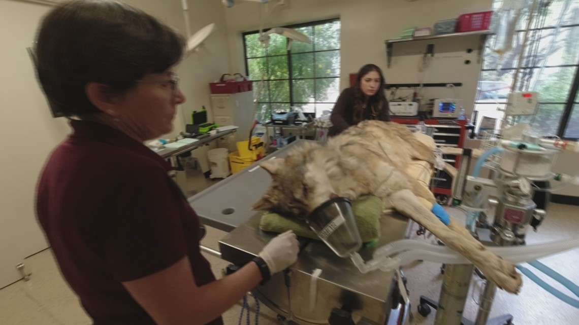 Mexican Gray Wolves get annual health checkup in Arizona - Vimarsana News