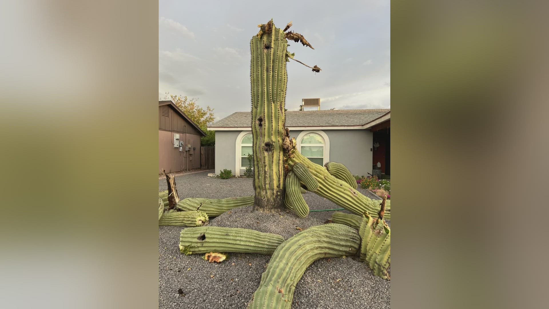The extreme heat is taking a toll on the cacti.
