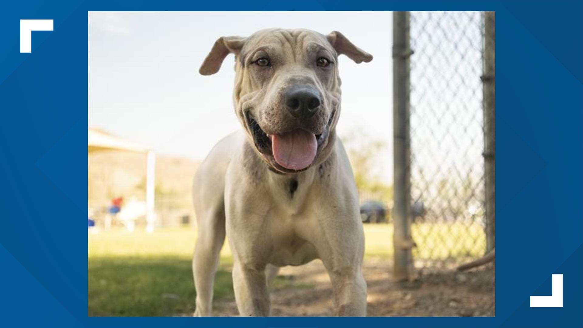 AZ Humane Society waives adoption fees for large breed dogs | 12news.com