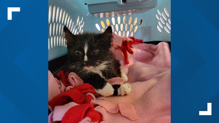 Kitten rescued from 20-foot storm drain in Chandler