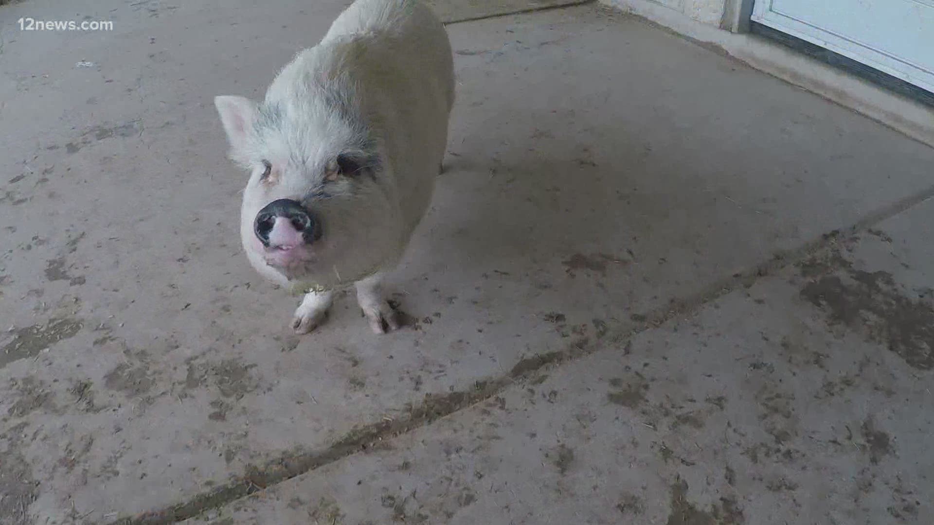 Better Piggies Rescue in Phoenix says the number of owners surrendering or abandoning their pigs is creating big problems. Team 12's Jen Wahl has the latest.
