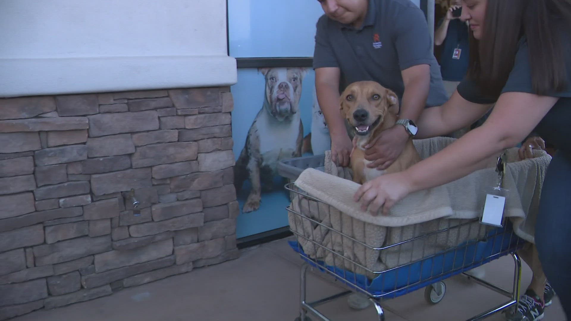 Chandler police seized 55 disabled dogs from April McLaughlin’s home on Sep. 22 during an animal abuse and cruelty investigation.