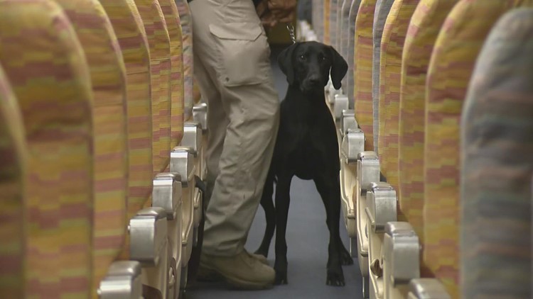 All paws on deck! K-9s help sniff out safety threats at Super Bowl