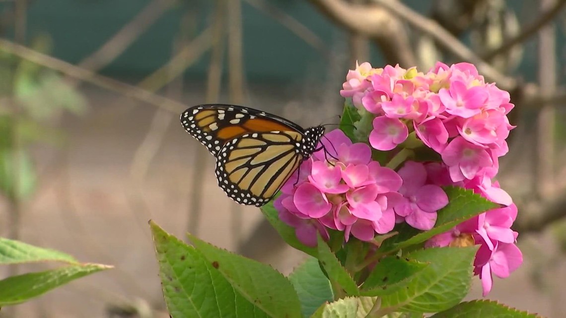 City of Phoenix memberikan bantuan kepada kupu-kupu Monarch