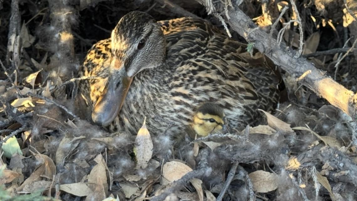 Camp Verde ducklings hatch weeks after deputies blocked road to protect nest