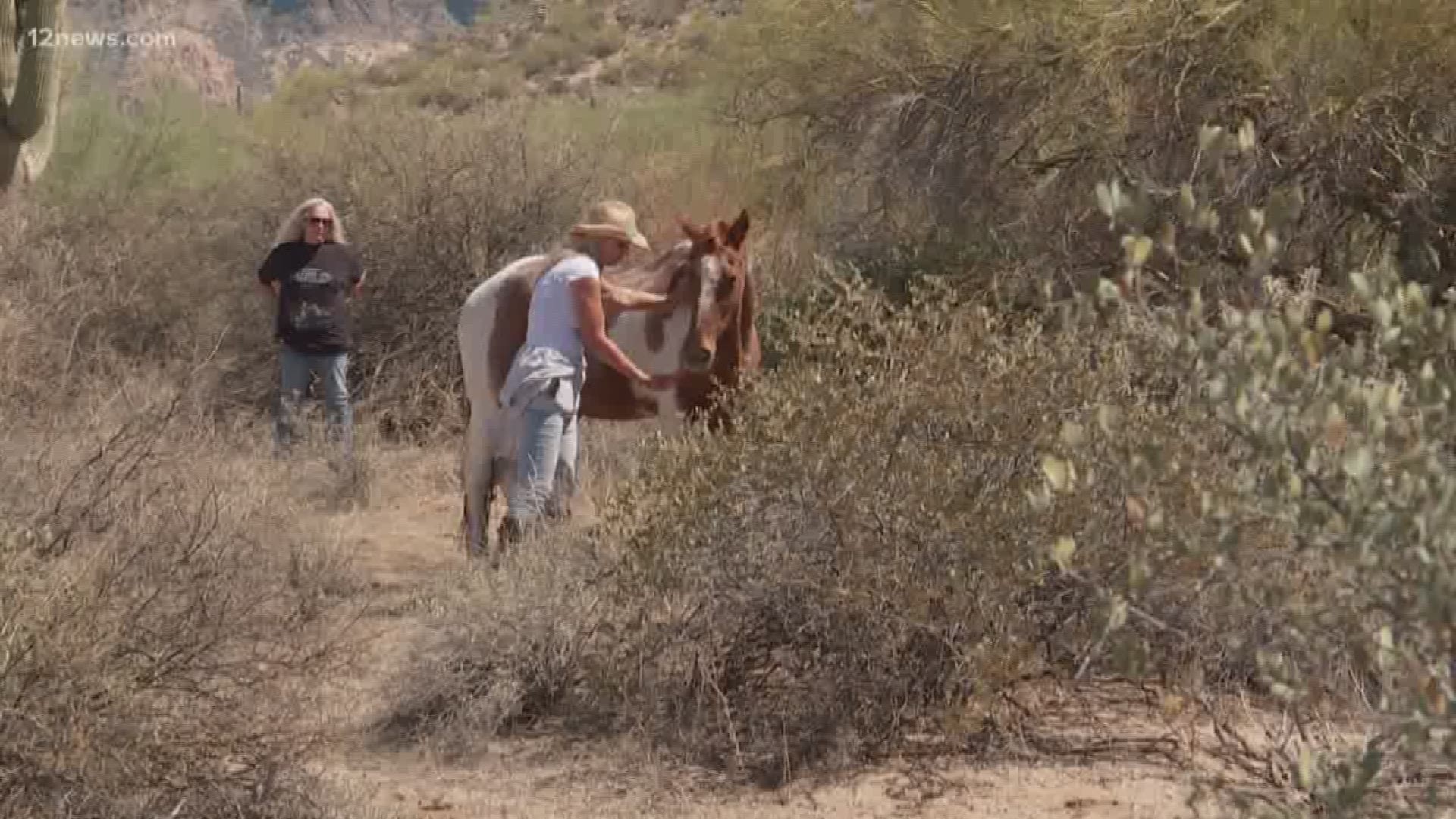 An aging, domesticated brown and white Paint horse was found abandoned by a volunteer for the Salt River Wild Horse Management Group.