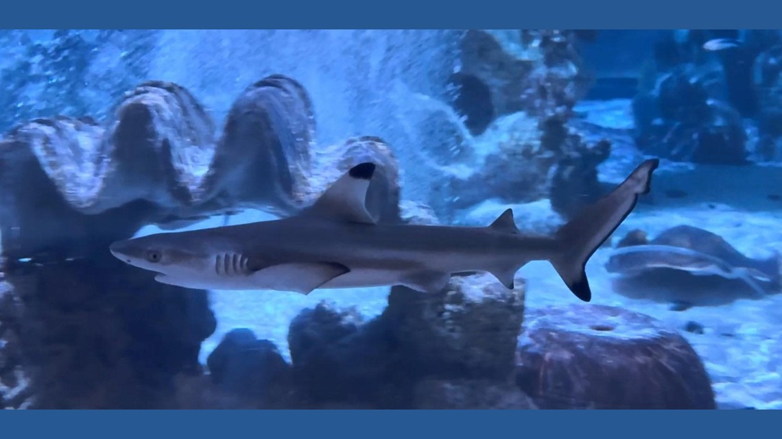 SEA LIFE Arizona is looking for a 'Jaw-some' name for its new baby shark