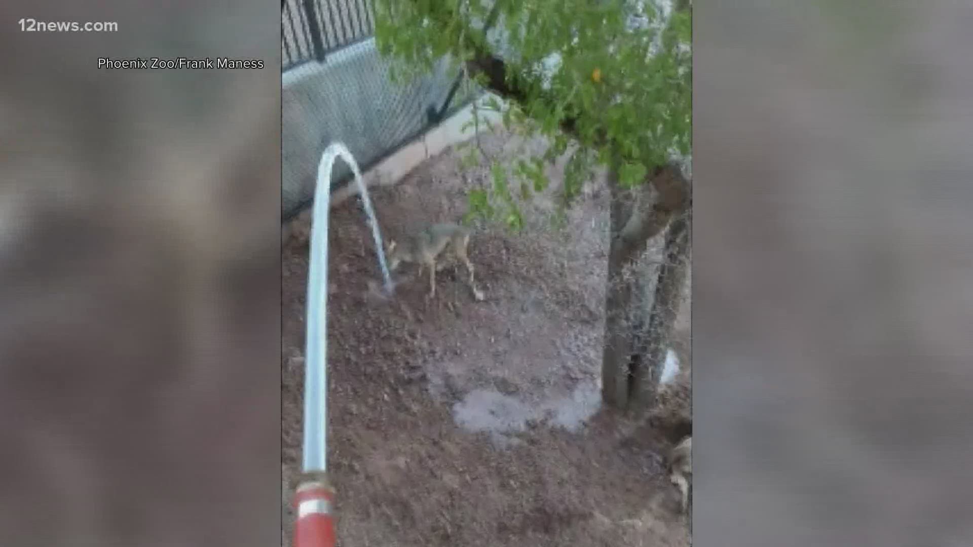 As you may have noticed, it has been really hot in Phoenix lately. The coyotes over at the Phoenix Zoo decided to play in some water from a hose to stay cool!