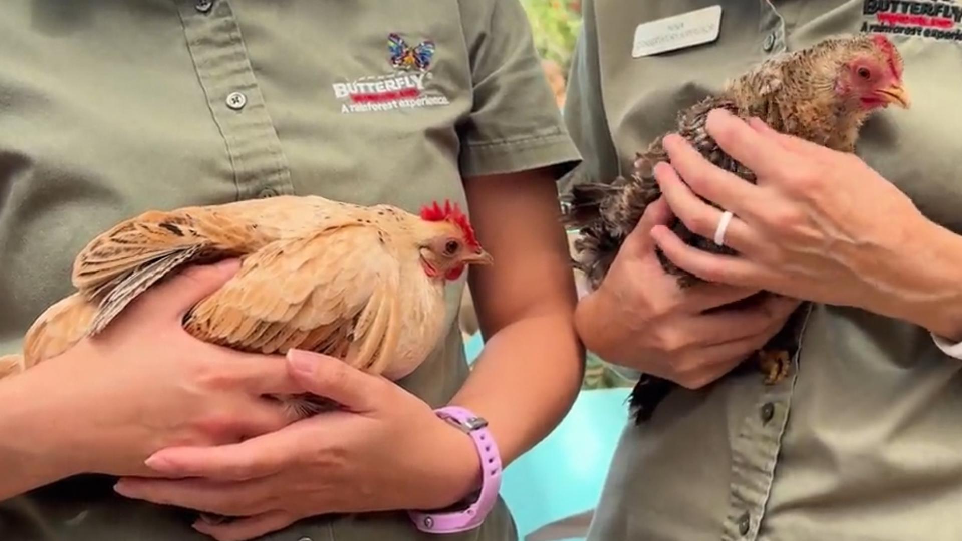 The popular conservatory chickens are headed to greener pastures to live out the rest of their days.