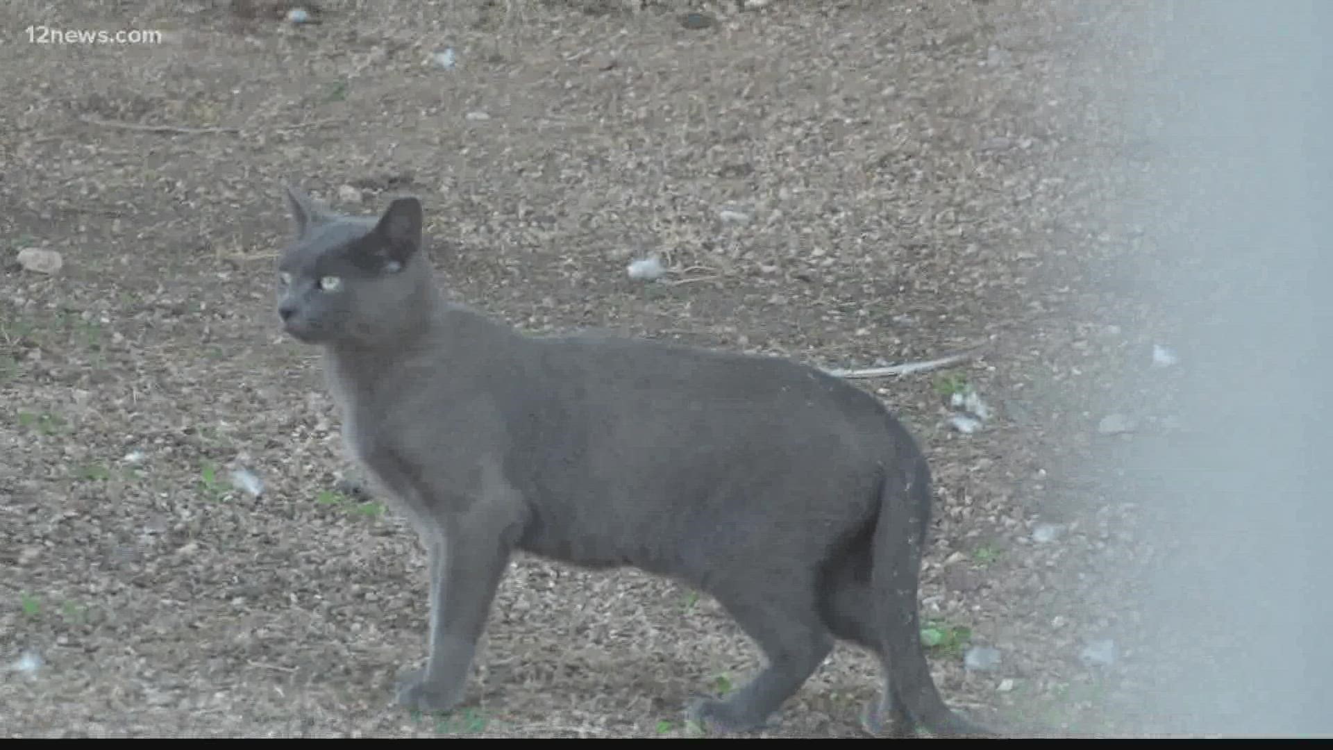 The Phoenix Day School for the Deaf has an issue with feral cats, and the school’s parents are organizing to do something about it.