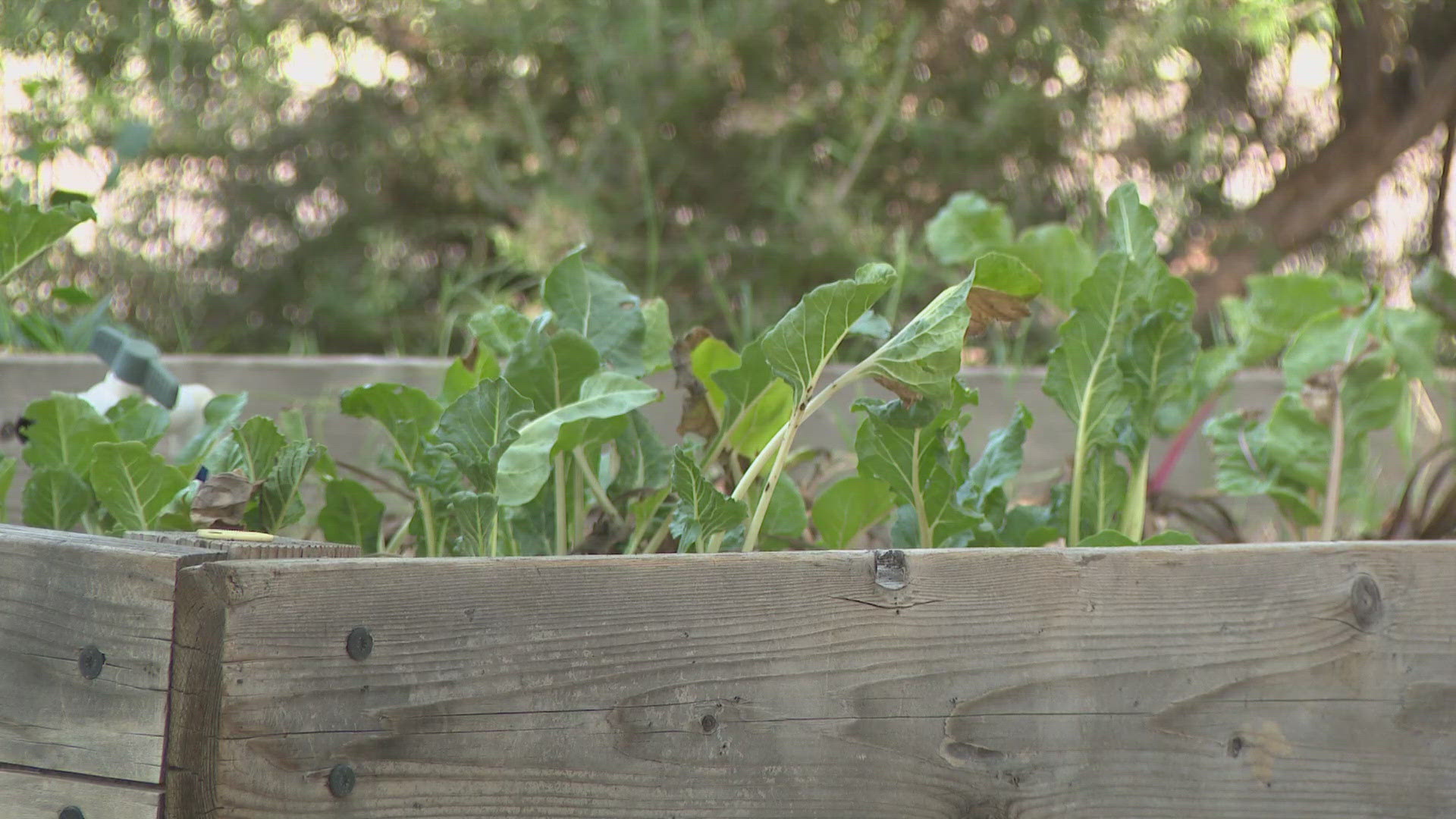 The Escalante Garden takes great pride in growing fruits and vegetables that feed some of our most vulnerable.