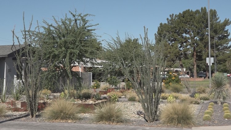 Valley cities offer neighbors incentives to switch to more drought-tolerant yards and plant trees