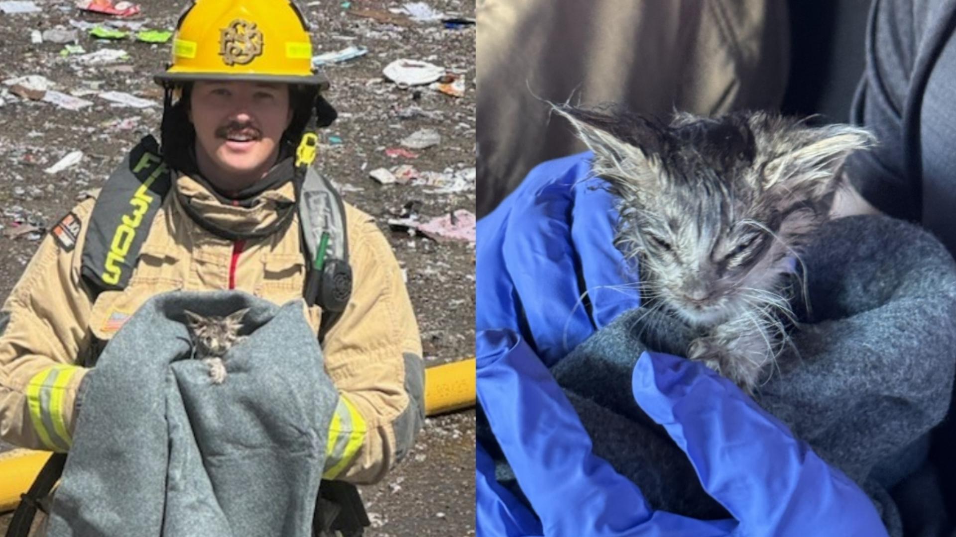Kitten rescued from landfill fire in Surprise | 12news.com
