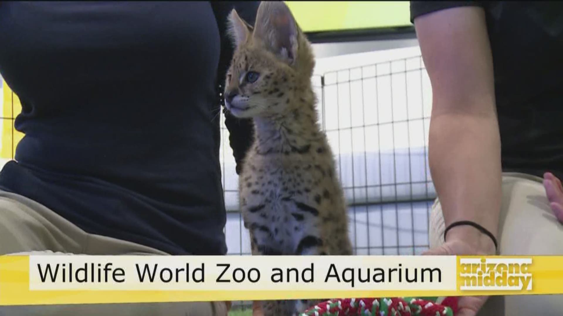 Kristy Morcom from the Wildlife World Zoo and Aquarium introduces us to 2 months old serval kitten.