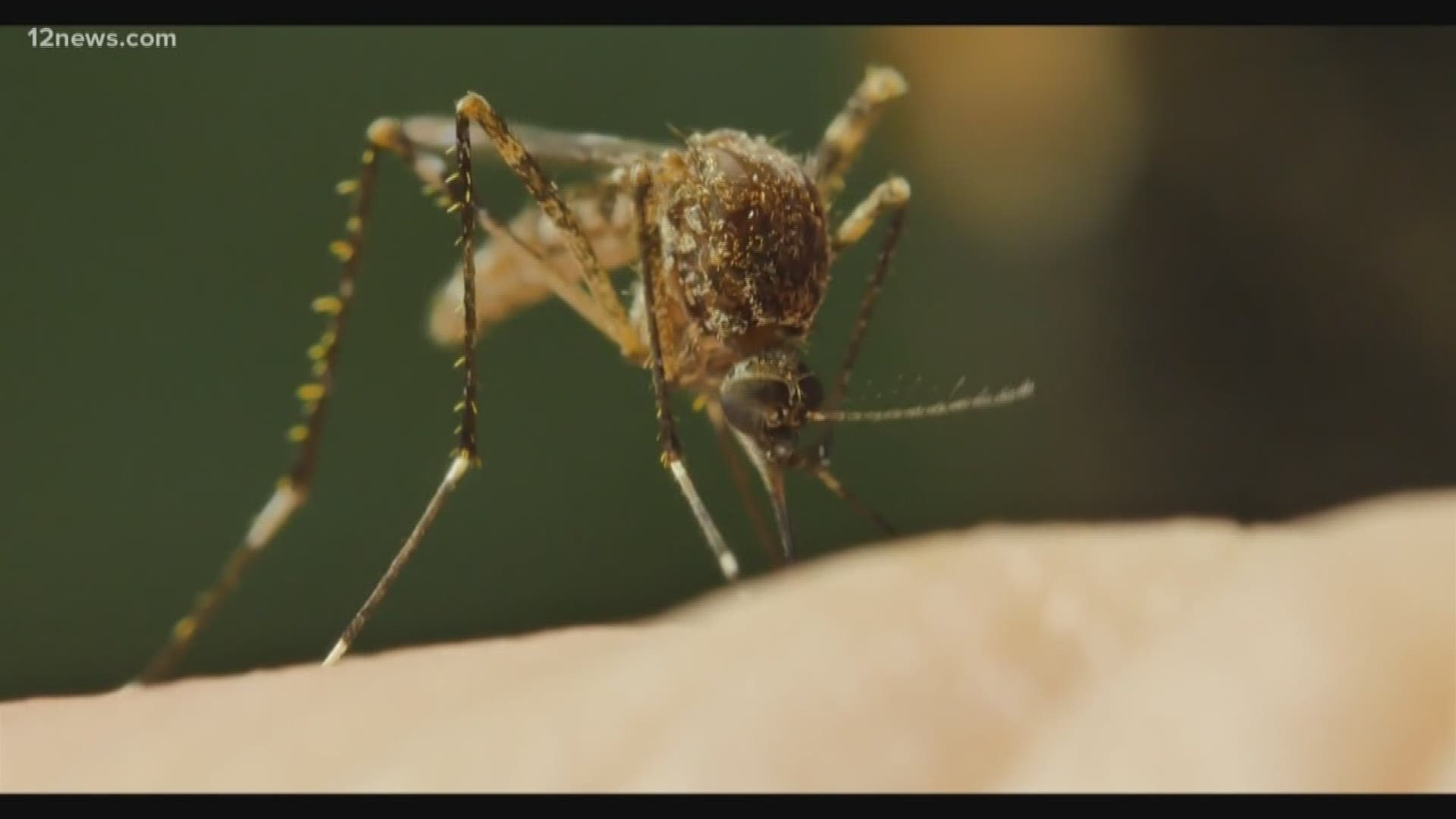 Researchers at the University of Arizona say they are just a few years away from genetically altering mosquitoes to cut out their breeding potential. The researchers say it will only affect mosquitoes and no other insects.