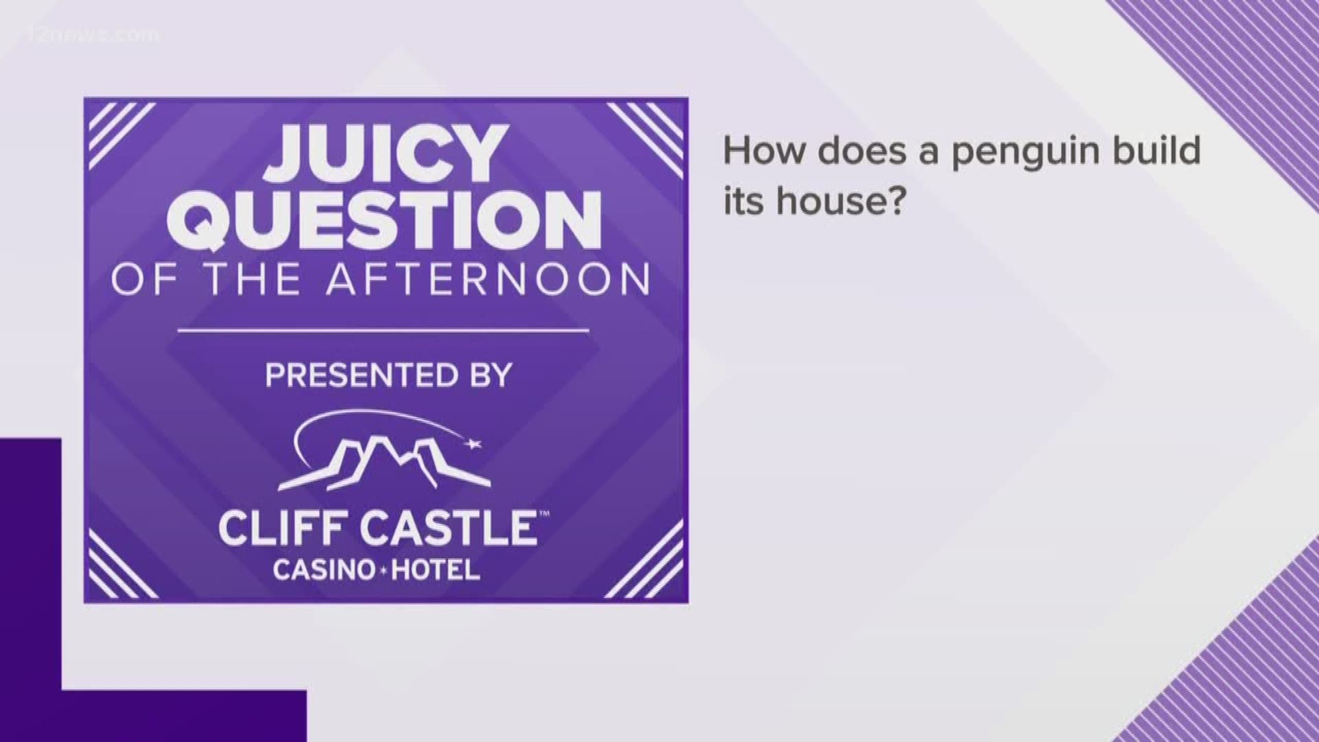 Juicy Question How Does A Penguin Build Its House 12news Com