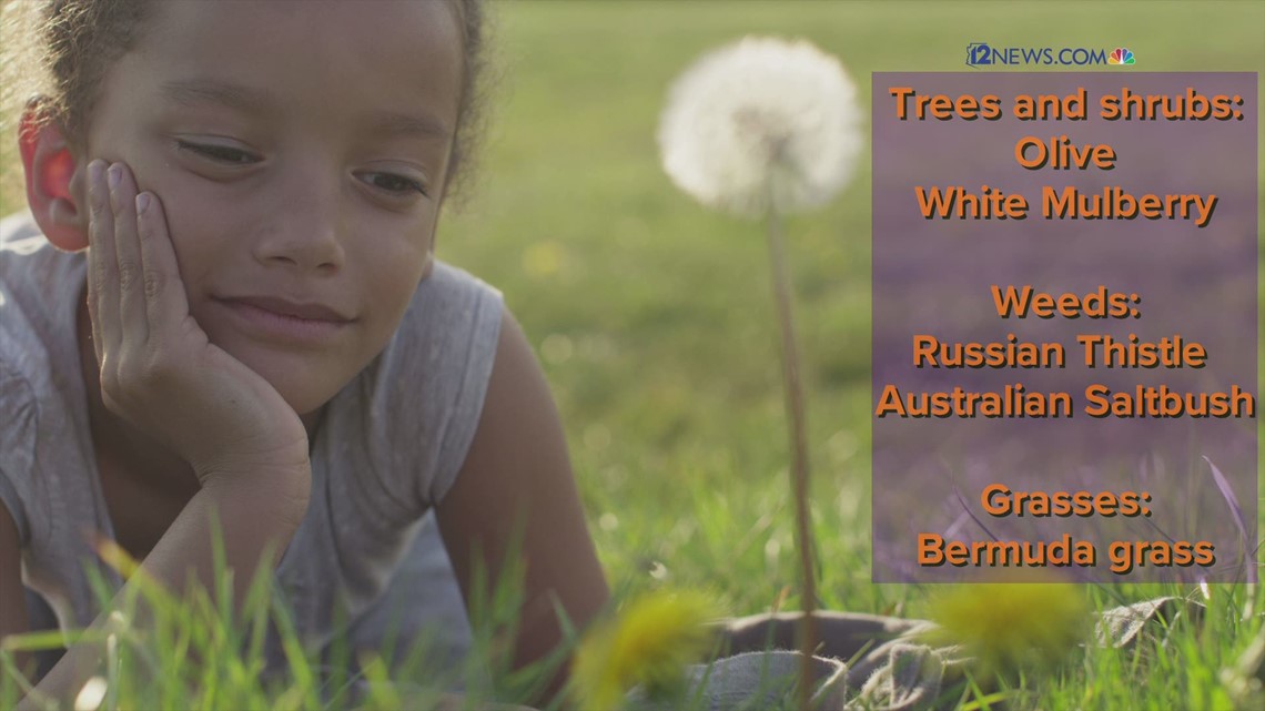 Allergy season in Arizona