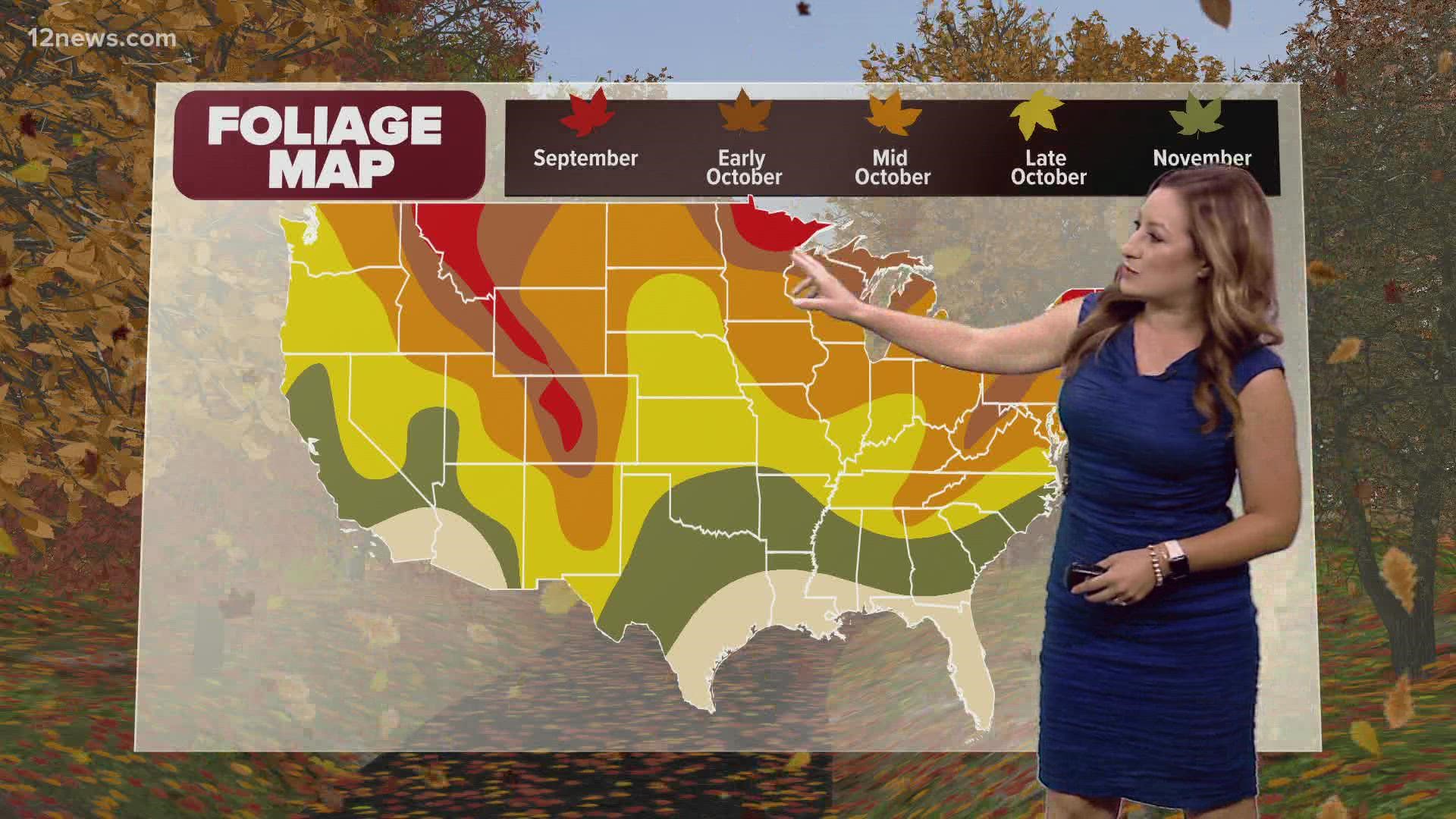 Foliage throughout the nation changes colors at different times once fall hits. Here's when Arizona will start to get those autumnal vibes.