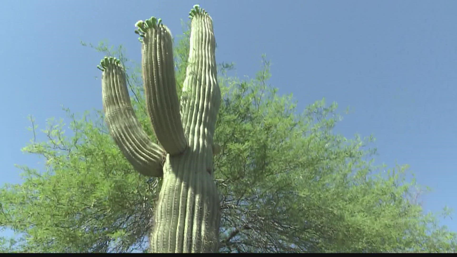 Researchers at the Desert Botanical Garden are working to find out how life in the city can affect saguaros. They've started a database and they need your help.
