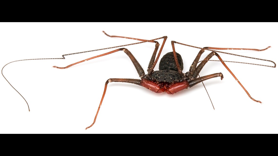 ♤️ Paciência Spider Scorpion